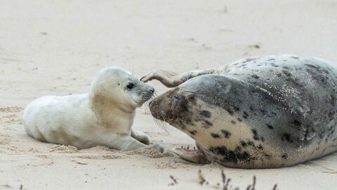 autumn-on-scilly-isles-of-scilly-wildlife-trust